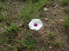 Ipomoea crassipes