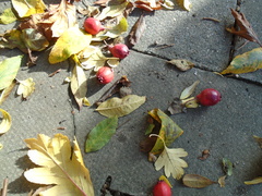 Crataegus pinnatifida