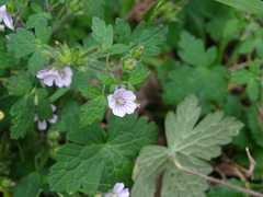 Geranium seemannii