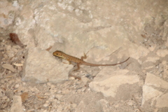 Timon lepidus lepidus