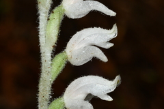 Goodyera schlechtendaliana