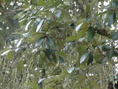 Quercus mexicana