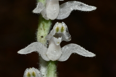 Goodyera schlechtendaliana