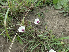 Ipomoea crassipes