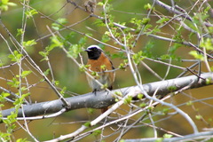 Phoenicurus phoenicurus