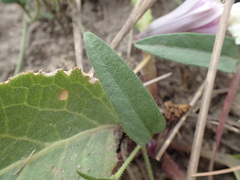 Ipomoea crassipes