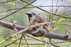 Phoenicurus phoenicurus