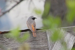 Phoenicurus phoenicurus