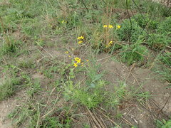 Senecio bupleuroides