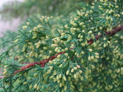 Cupressus lusitanica