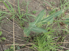 Senecio bupleuroides