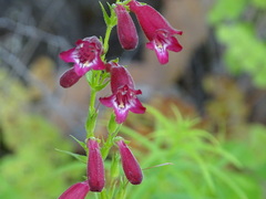 Penstemon roseus