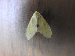 Phaegopterina
