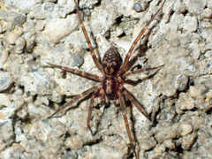 Liocranum rupicola