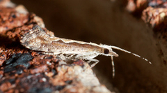 Plutella xylostella-australiana