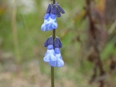 Salvia helianthemifolia