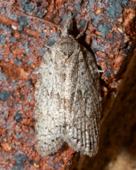 Isotenes miserana