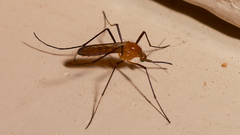 Coquillettidia xanthogaster