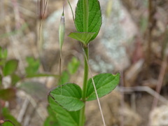 Salvia helianthemifolia