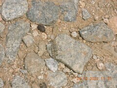 Sphingonotus rubescens
