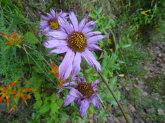 Iostephane heterophylla