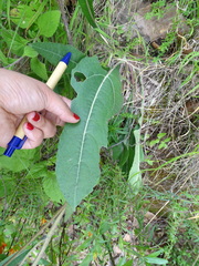 Iostephane heterophylla