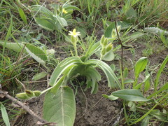 Hypoxis hemerocallidea