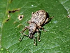 Otiorhynchus singularis