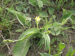 Hypoxis hemerocallidea