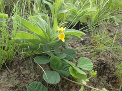 Hypoxis hemerocallidea