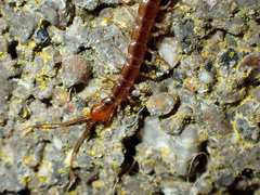 Lithobius melanops