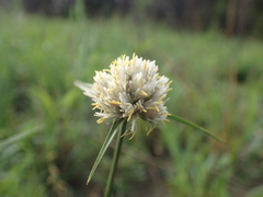 Cyperus niveus