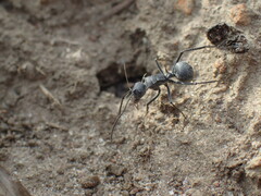 Polyrhachis schistacea
