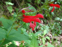 Salvia fulgens