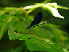 Matrona cyanoptera