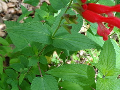 Salvia fulgens