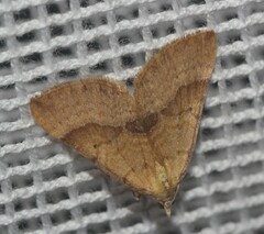 Anachloris subochraria