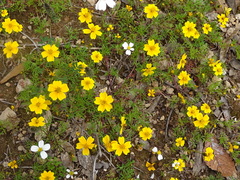 Bidens anthemoides