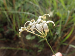 Kohautia amatymbica