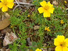 Bidens anthemoides