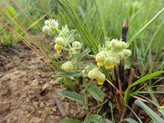 Hermannia grandistipula