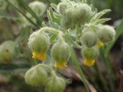 Hermannia grandistipula