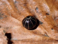 Glomeris marginata