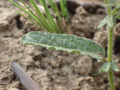 Hermannia grandistipula