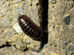 Glomeris marginata