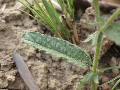 Hermannia grandistipula