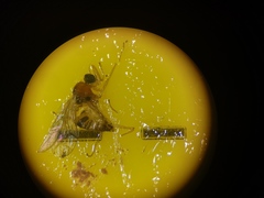 Elaphropeza ephippiata