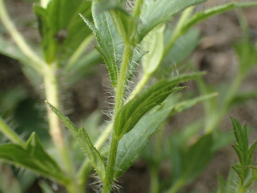 Image of Graderia scabra by (c) Mahomed Desai, some rights reserved (CC BY)