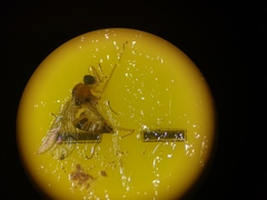 Elaphropeza ephippiata