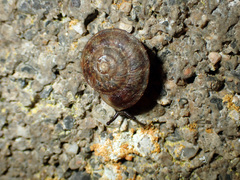 Helicigona lapicida